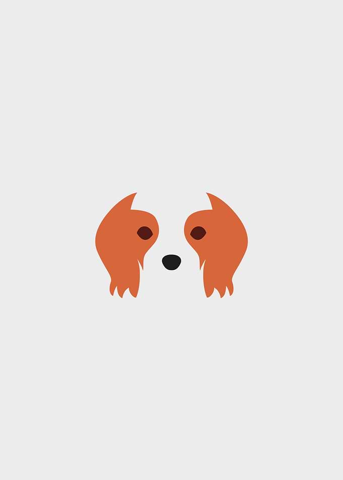 Cavalier King dog