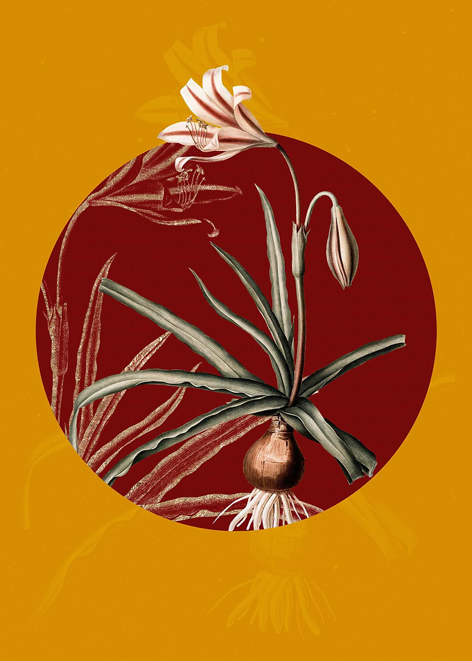 Amaryllis Broussonetii