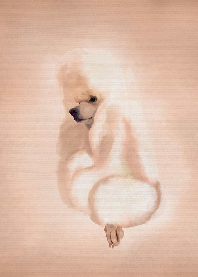 Elegant White Poodle