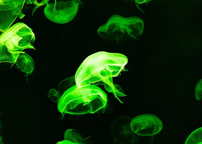 green jellyfish