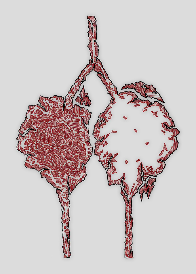 Lungs