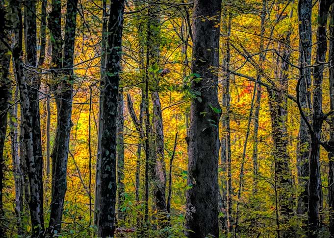 The Autumn Forest