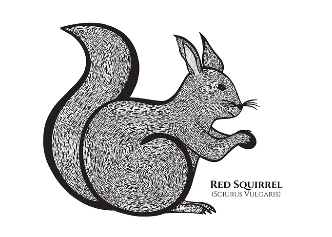 Red Squirrel with names