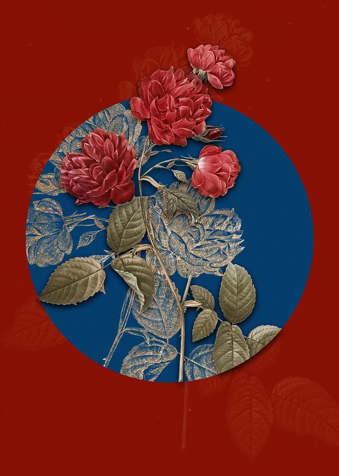 Red Cabbage Rose in Bloom