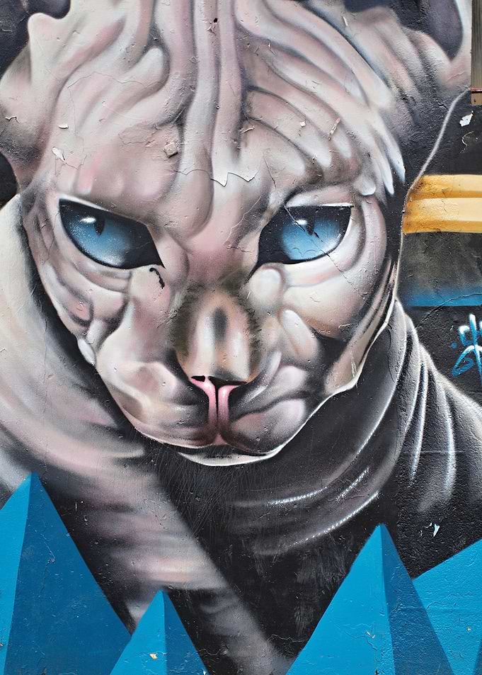 The Cat Pitbull