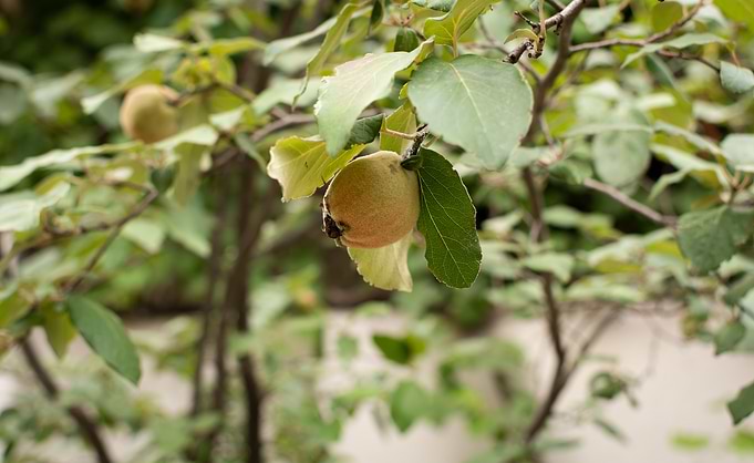 Quince