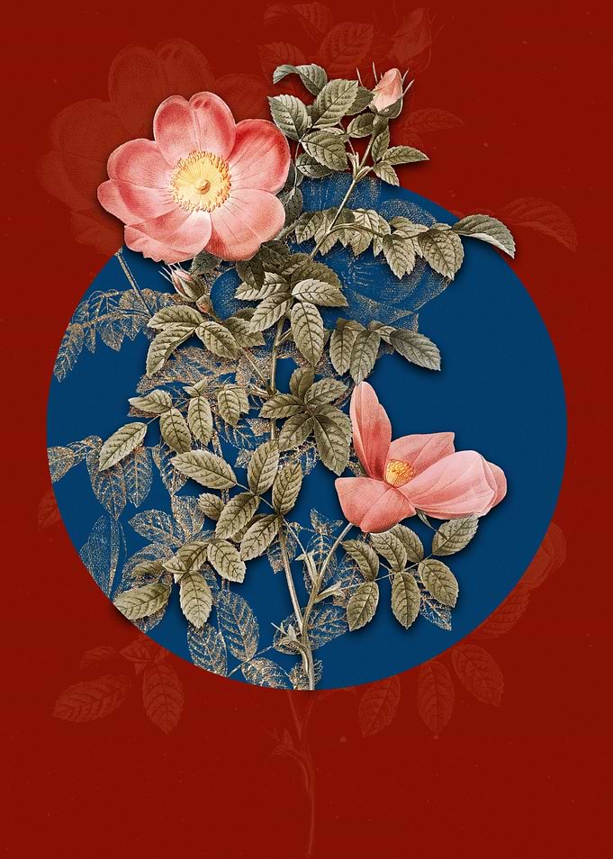 Red Sweetbriar Rose Flower