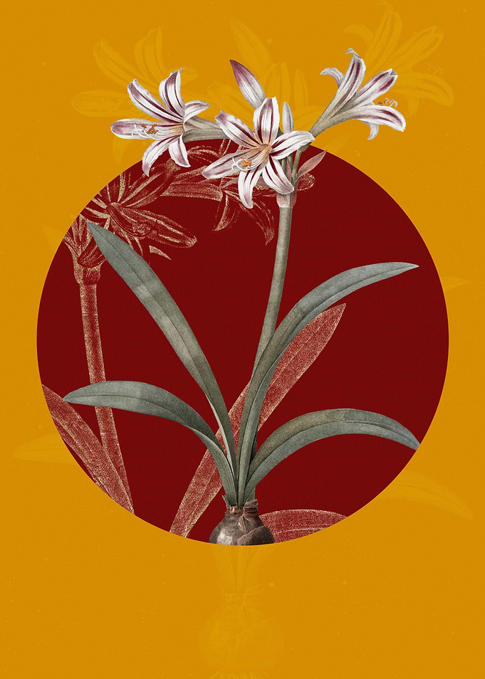 Vintage Amaryllis Flowers