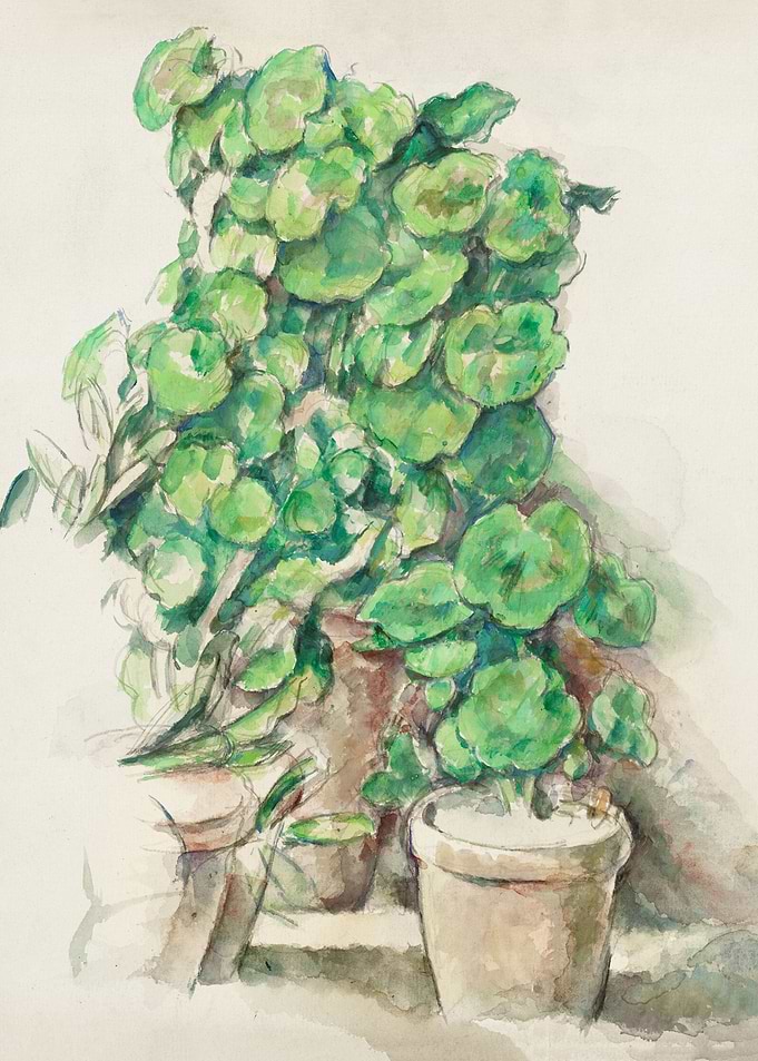 Geraniums