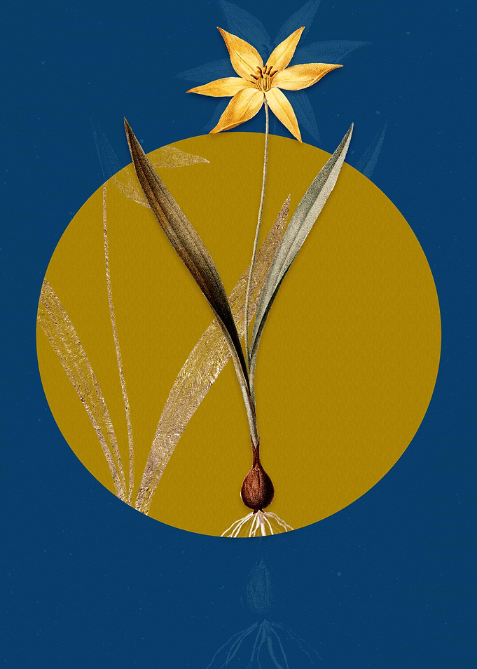 Vintage Tulipa Celsiana