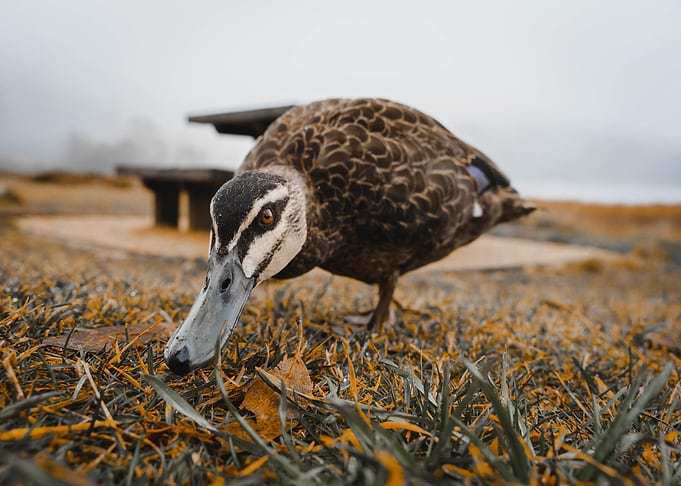 duck grass