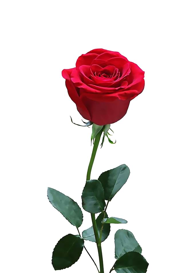 Red Roses