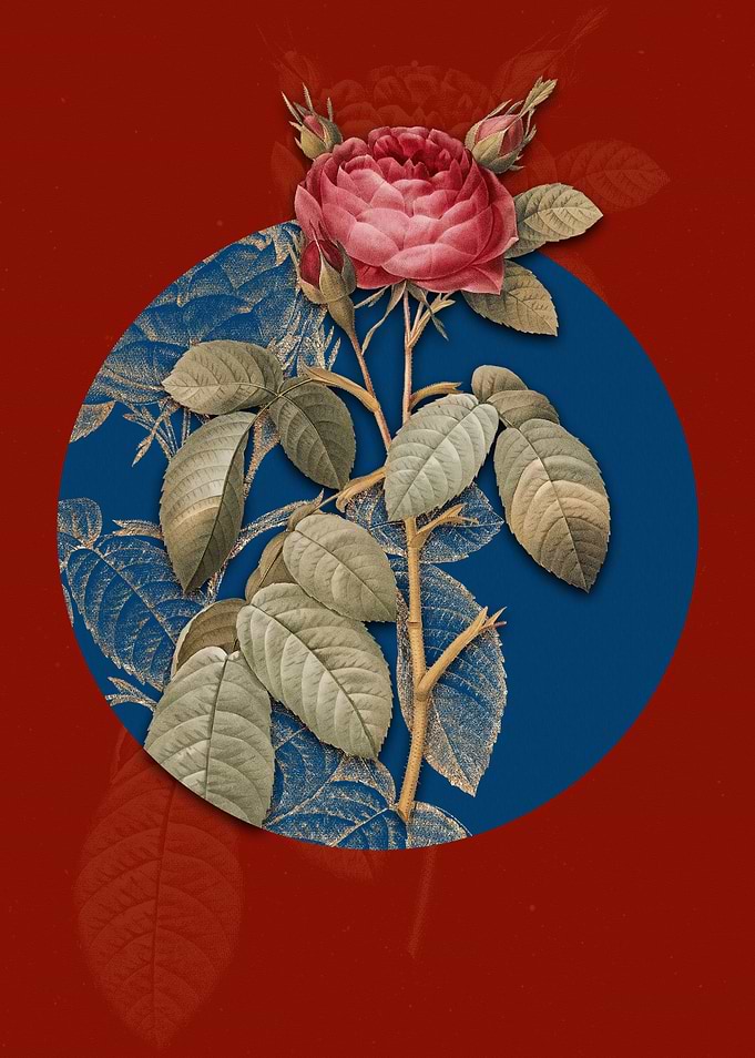 Vintage Red Gallic Rose