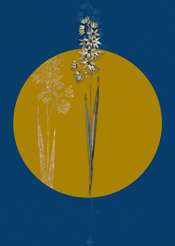 Vintage Turquoise Ixia
