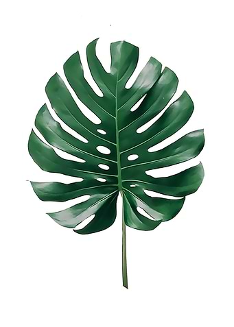 Monstera 4