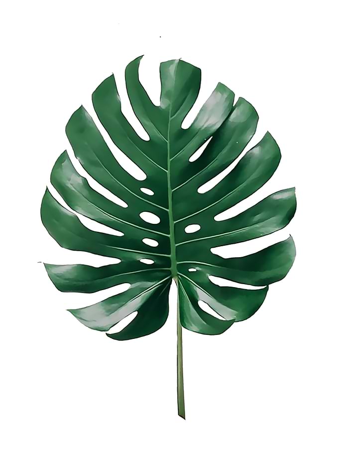 Monstera 4