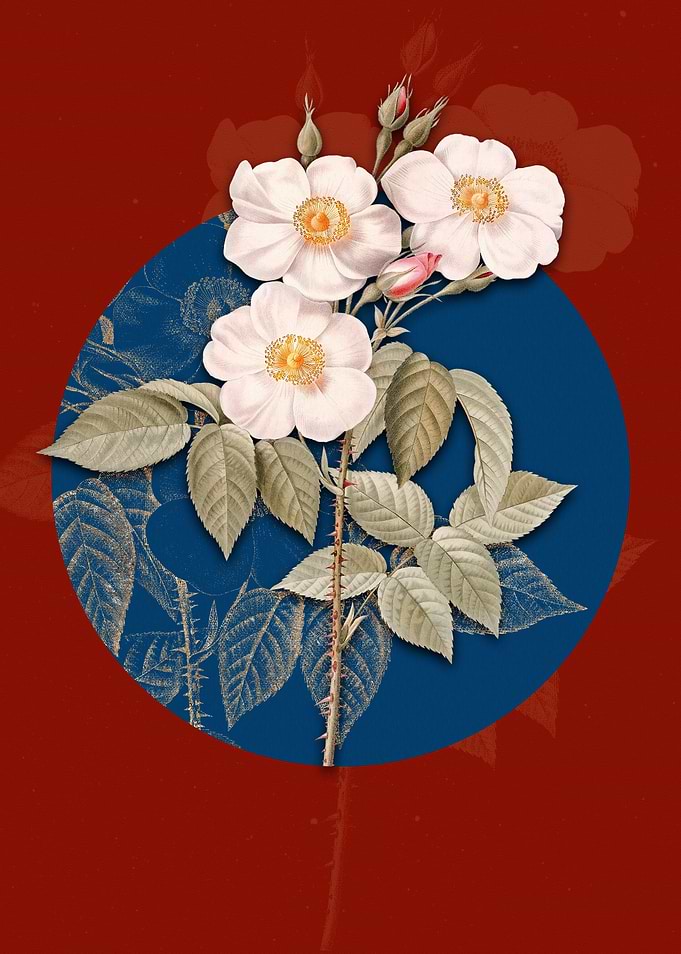 Vintage Rose of Castile