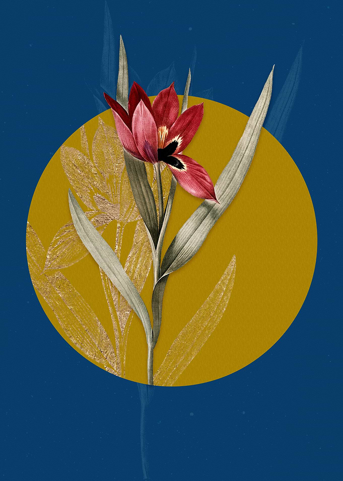 Tulipa Oculus Colis