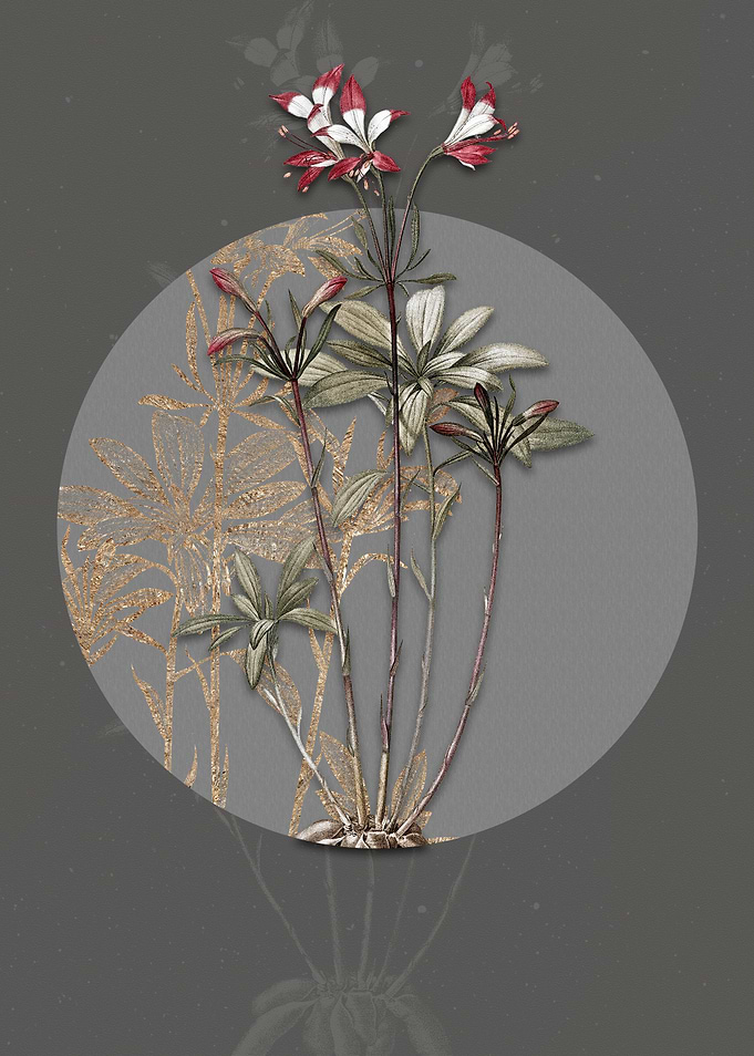 Vintage Lily of the Incas
