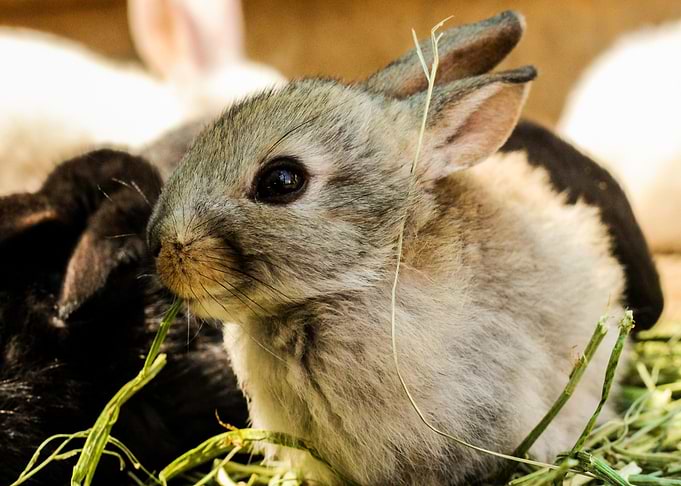 grey rabbit