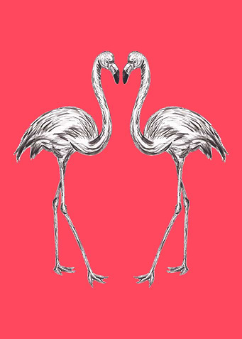 Pair of Flamingos