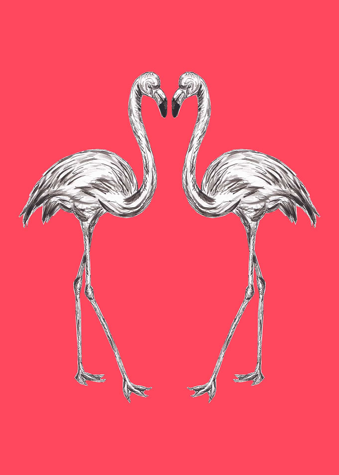 Pair of Flamingos