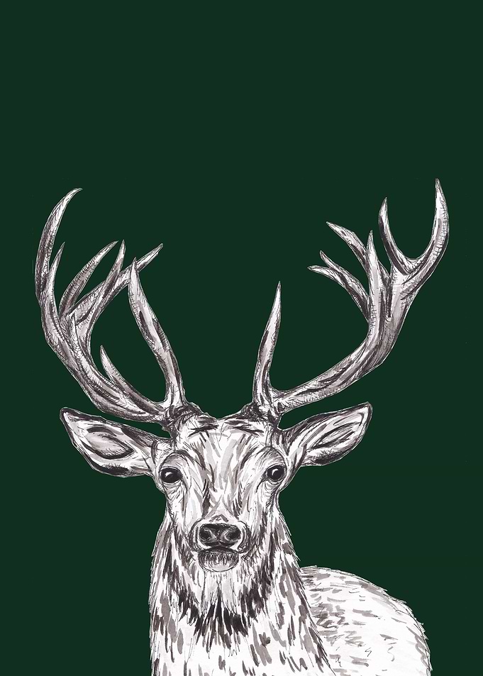 Stag