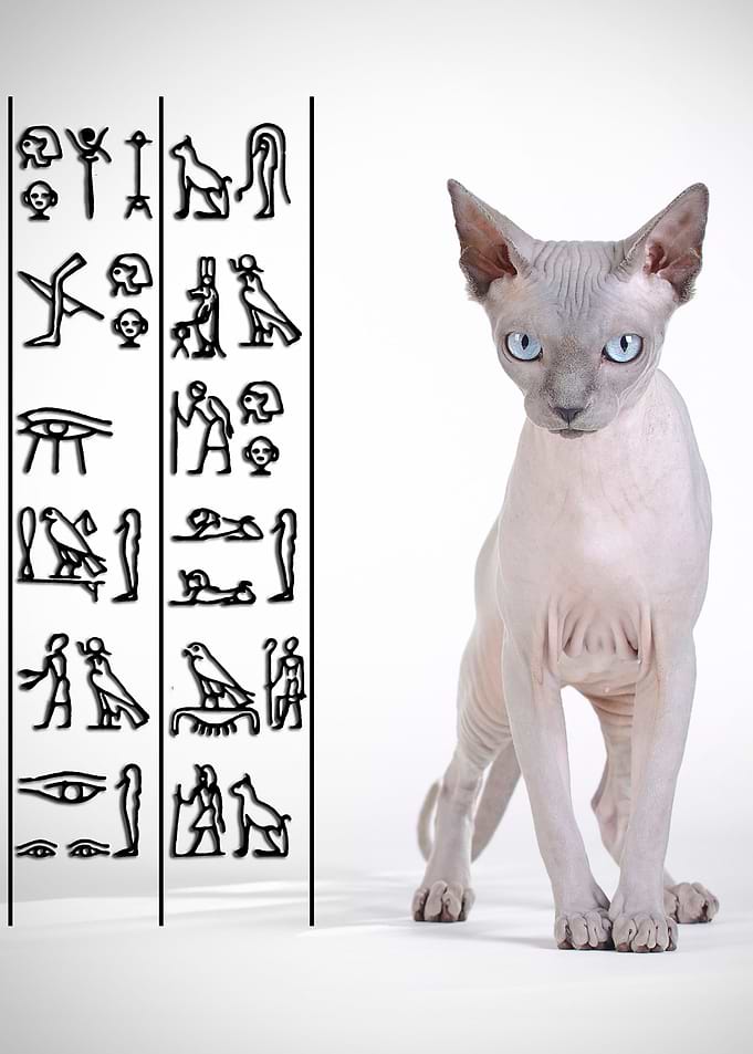 Canadian sphynx cat
