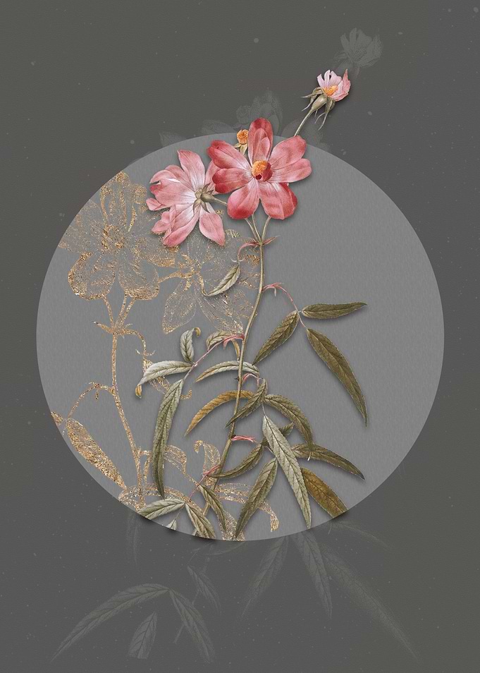 Vintage Peach Leaved Rose
