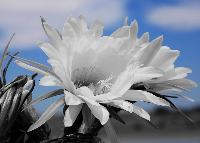 Cactus Flowers ck 1395