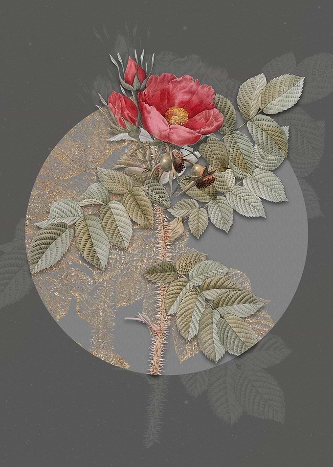 Vintage Kamtschatka Rose