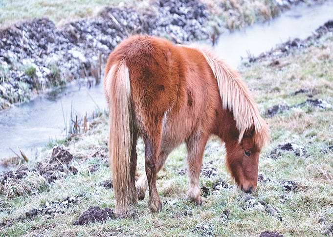 orange horse water