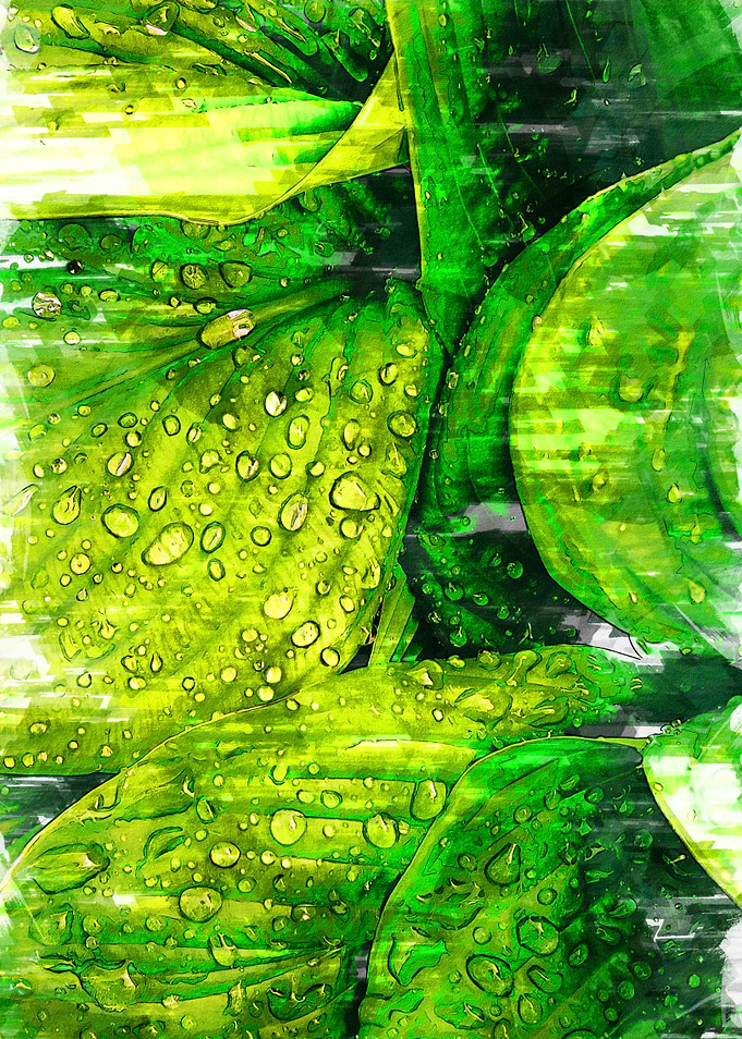 Water Droplets Leaves