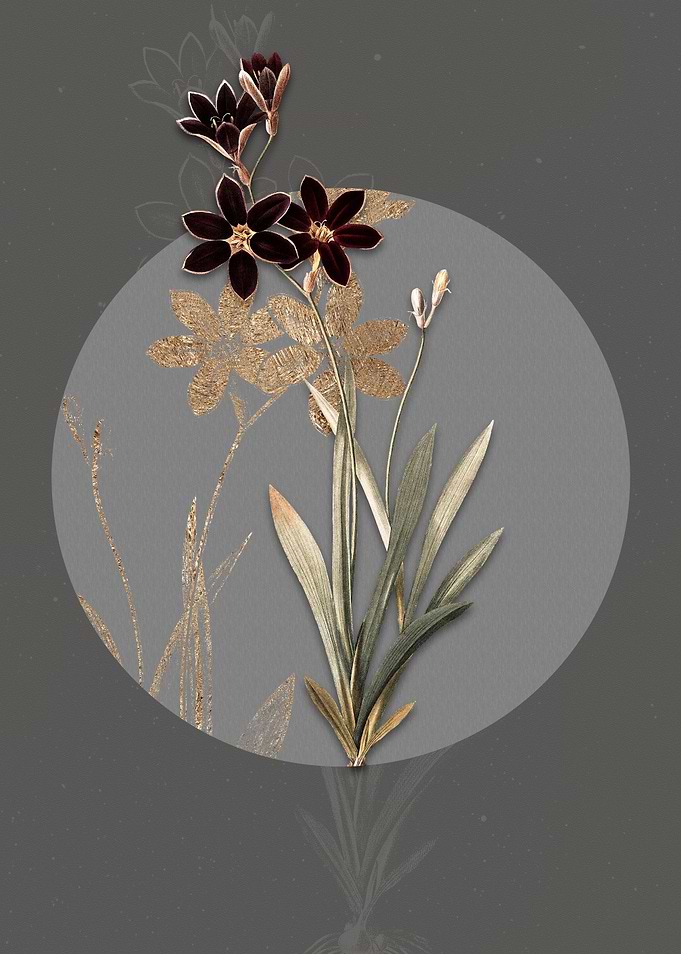 Vintage Ixia Grandiflora