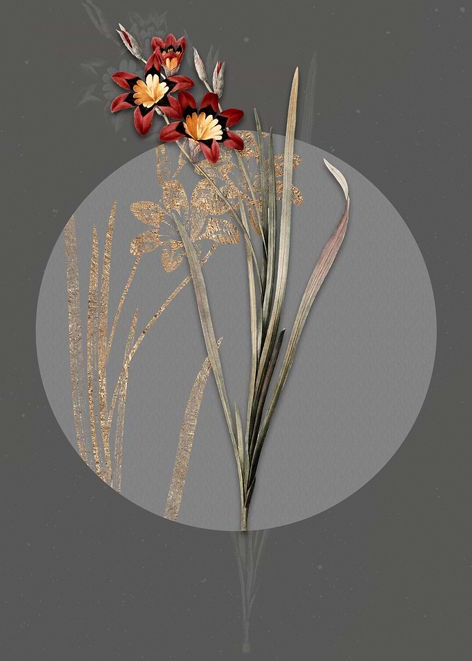 Vintage Ixia Tricolor