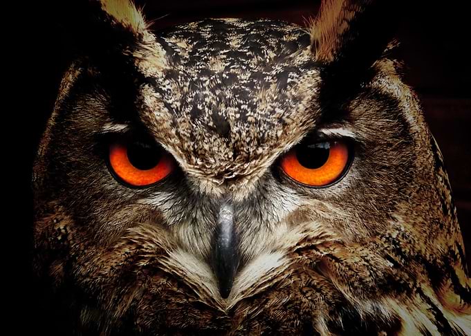 bird eye red