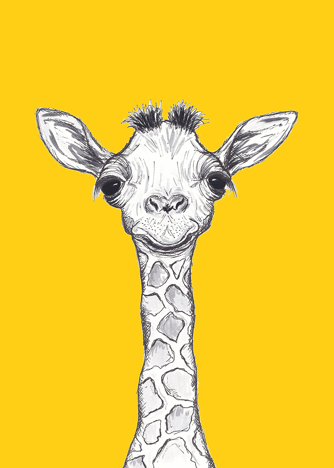 Baby Giraffe