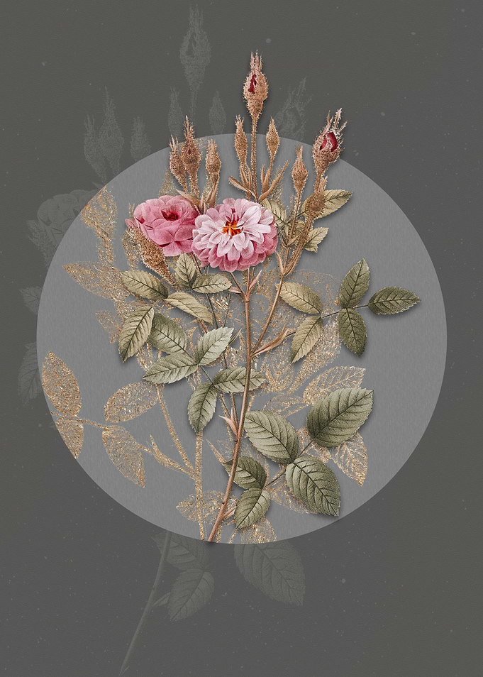 Vintage Mossy Pompon Rose
