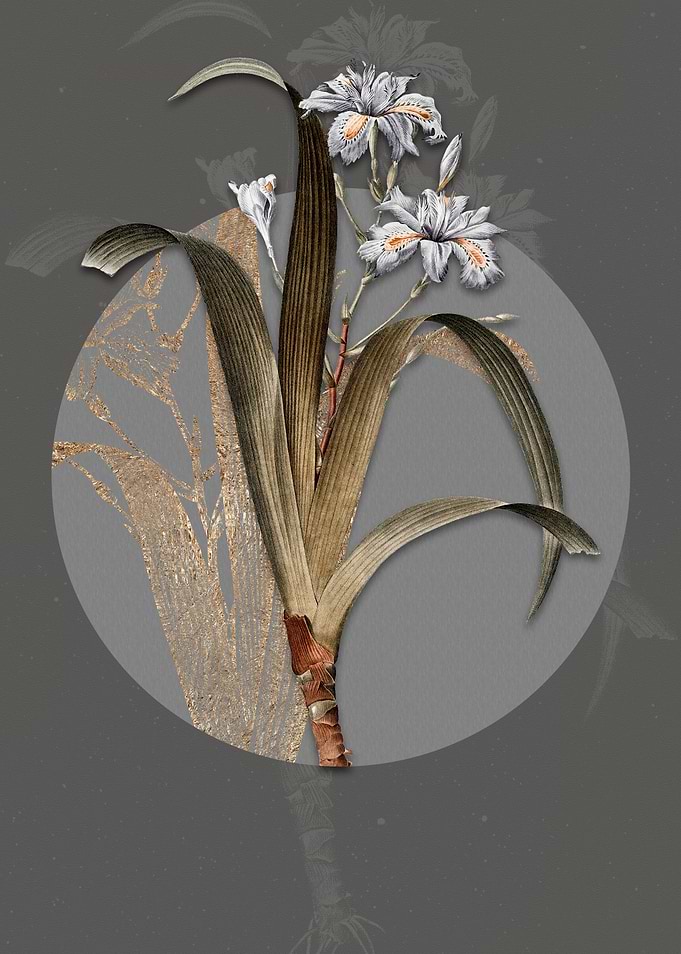 Vintage Iris Fimbriata