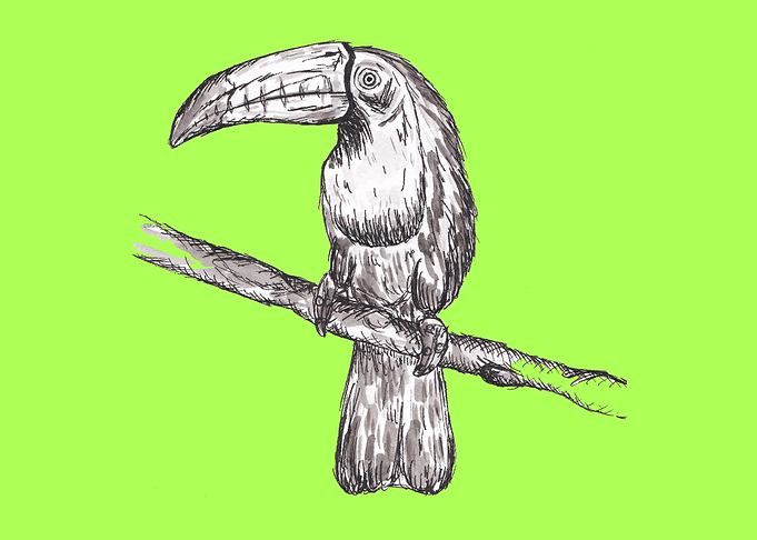 Toucan