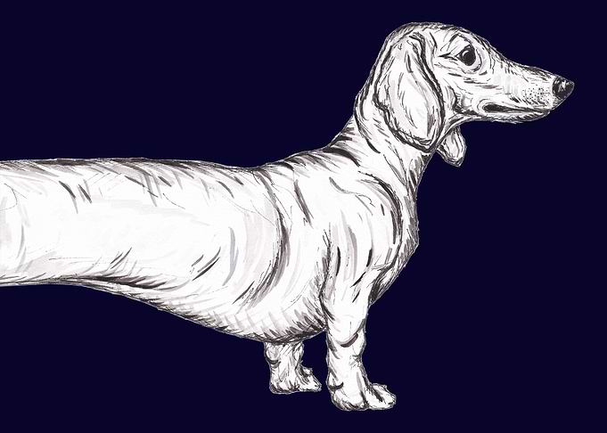 Dachshund dog
