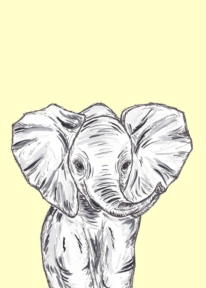 Baby Elephant