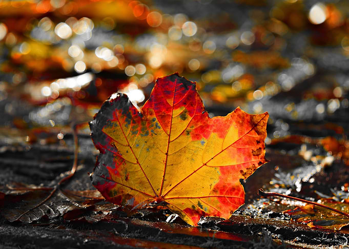 Maple Leaf