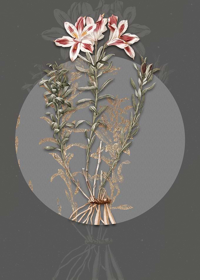 Vintage Lily of the Incas