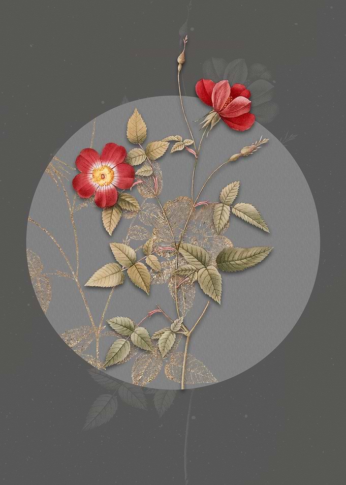 Indica Stelligera Rose