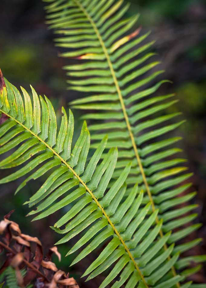 Fern 2