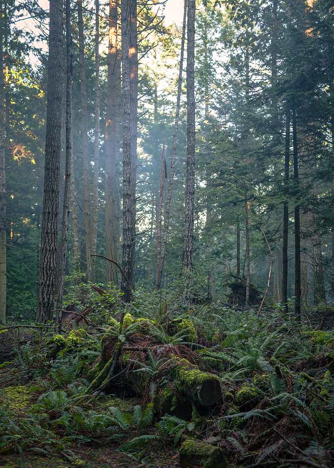 Smokey Forest