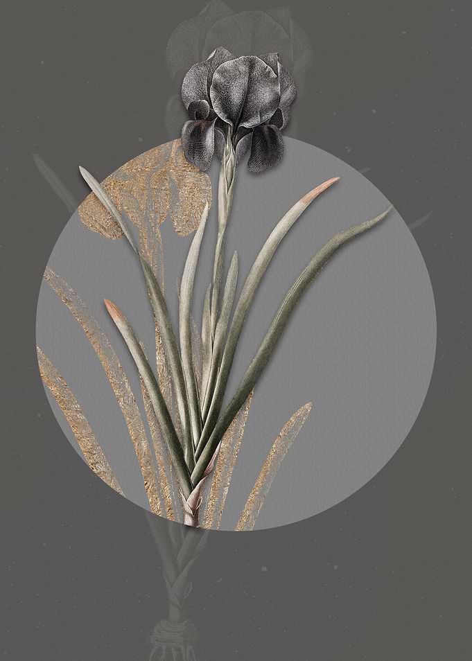 Vintage Mourning Iris