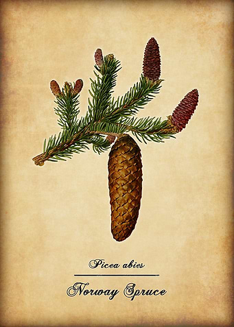 Northern Spruce