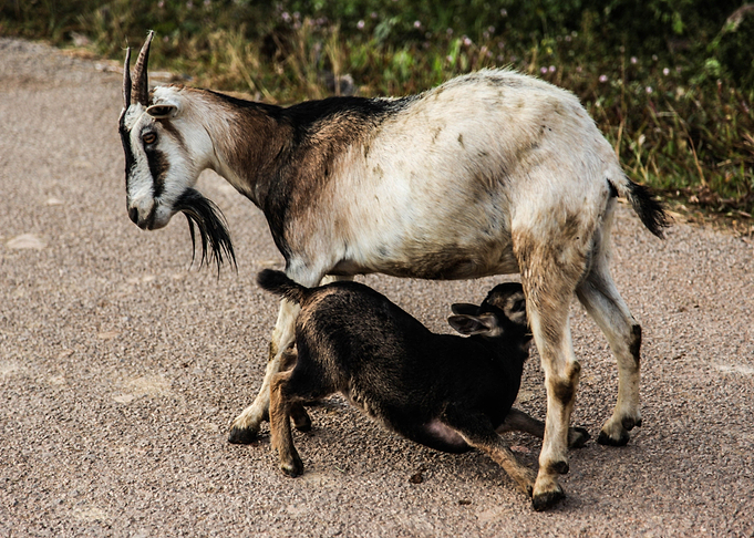black goat
